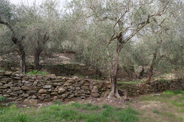 istock Natural stone walls at an olive grove 1440549543
