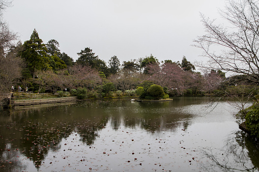 A beautiful view of the sakura trees growing near the river in Ryoanji Kyoto, Japan