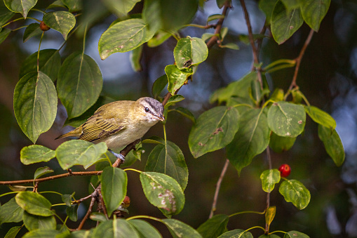 A red-eyed vireo, in a berry-filled leafy tree, in summer in the Laurentian Forest.