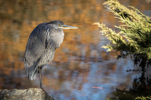 A great blue heron, on the edge of a lake, in autumn in the Laurentian forest.