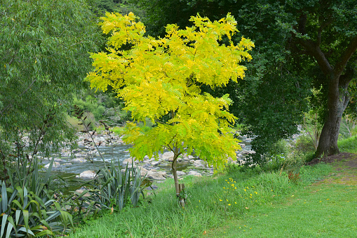 Ash tree in meadow with mountainous background