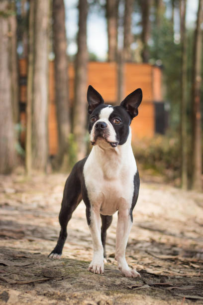 istock Vertical shot of cute Boston Terrier posing in the park 1440550084