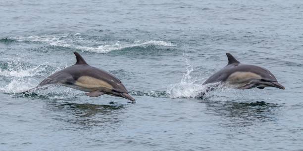 istock Dolphins swimming in the sea 1440550165