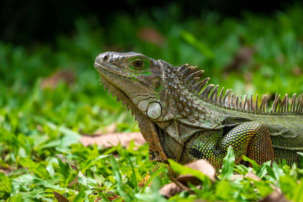 istock Large Herbivorous Lizard Staring on the Grass 1440550552