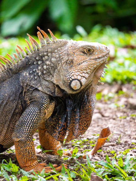 istock Large Herbivorous Lizard Staring on the Grass 1440550570