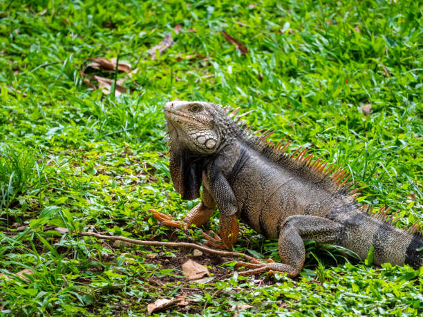 istock Large Herbivorous Lizard Staring on the Grass 1440550575