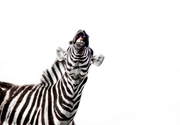 istock Zebra with an open mouth isolated on a white background 1440550689