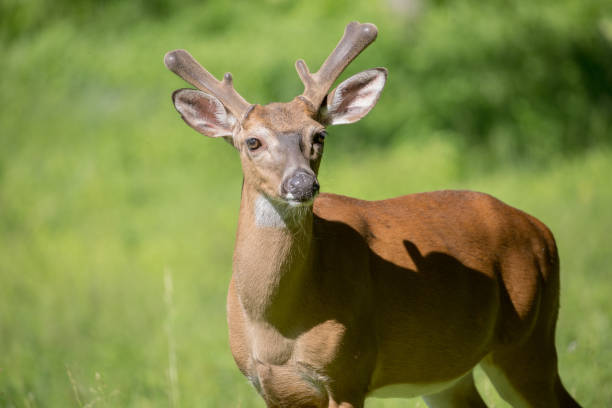 istock White-tailed deer in Cades Cove Park 1440550784