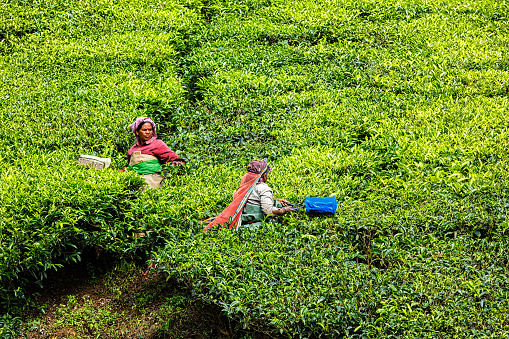 Kerala, India - January 15, 2010: Unidentified Indian woman harvests tea leaves at tea plantation at Munnar. Only the uppermost leaves are collected, and workers collect daily up to 30 kilos of tea leaves