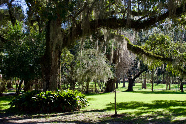 istock Tree in a park like setting with moss growing from the tree limbs 1440550950