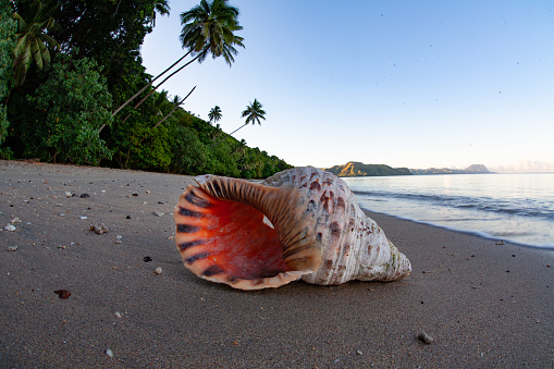A giant Triton's trumpet shell, Charonia tritonis, has washed ashore on a remote beach in Fiji. Fiji offers gorgeous, tropical coastlines, beautiful coral reefs, and a unique culture.