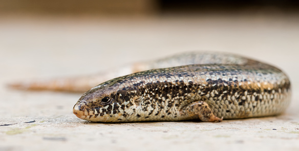 A closeup of a Chalcides ocellatus on the ground in Malta with a blurry background