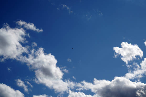 A low angle shot of a bird flying in the blue sky with white fluffy clouds