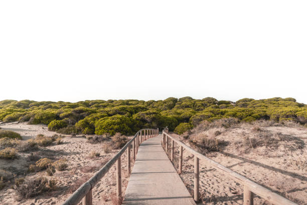 Wooden plank path in Punta Umbria. It crosses a pine forest and ends at the beach.