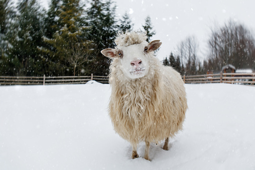 lonely sheep on a farm in the snowy forest
