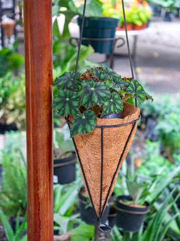 The Begonia Rex Hanging in a Pot with Others in a Garden in Medellin, Colombia