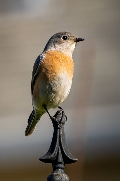 istock Common redstart on a metallic fence 1440552311