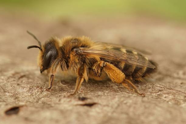 istock Macro shot of a yellow-legged mining bee (Andrena flavipes) on a brown surface on blurred background 1440552317