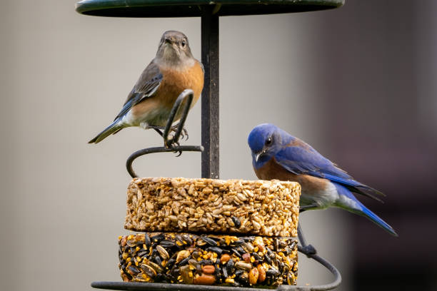 istock Selective focus shot of colorful birds feeding on seeds 1440552321