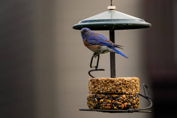 istock Cute Eastern bluebird on a bird feeder 1440552322