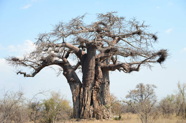 istock Baobab tree in Kruger National Park 1440552357