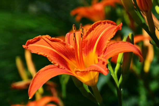 istock Selective focus shot of a vibrant Hemerocallis 1440552541