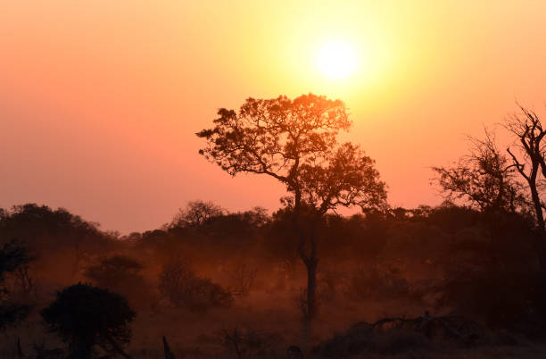 istock Sunset in Kruger National Park 1440552771