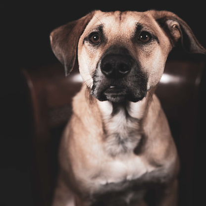 A portrait of a domestic Black Mouth Cur against a dark blurry background