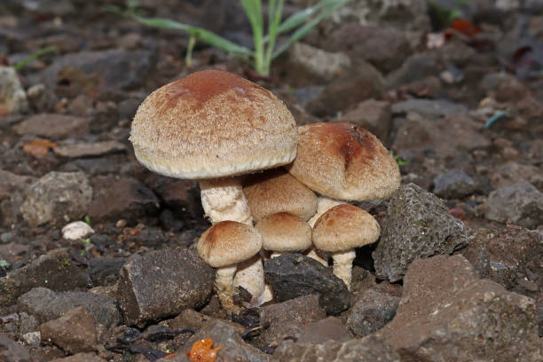 Lacrymaire velouté - Weeping Widow (Lacrymaria lacrymabunda). 28 october 2022, Yutz Citéz, Yutz, Thionville Portes de France, Moselle, Lorraine, Grand Est, France. In the middle of a pebble path, a small clump of Weeping Widow has grown. Mushrooms are brown. The most developed specimens show a lighter foot. psathyrellaceae stock pictures, royalty-free photos & images