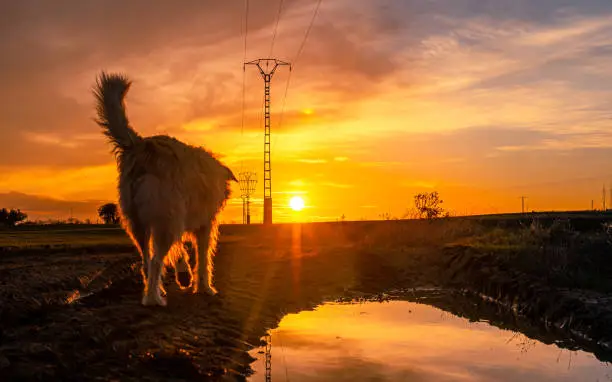 A beautiful shot of a dog walking through the open field at the sunset - freedom