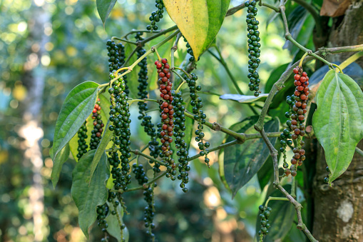 Black pepper (Piper nigrum) is a flowering vine in the family Piperaceae, cultivated for its fruit, known as a peppercorn