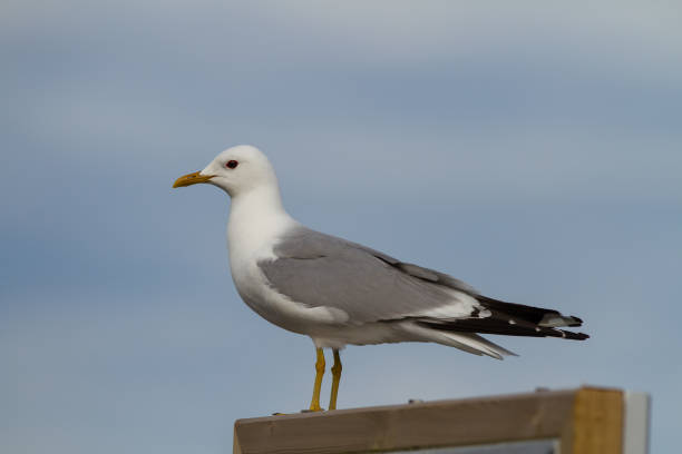 istock Closeup of a Larus canus under the blue sky 1440553989