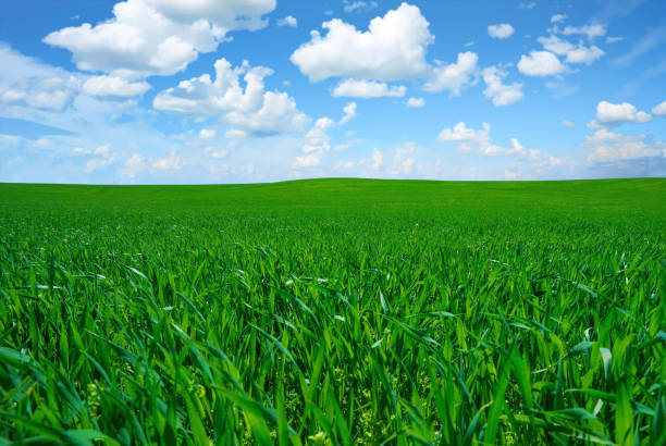istock Beautiful shot of a lush fresh grass field under a bright cloudy sky 1440554012