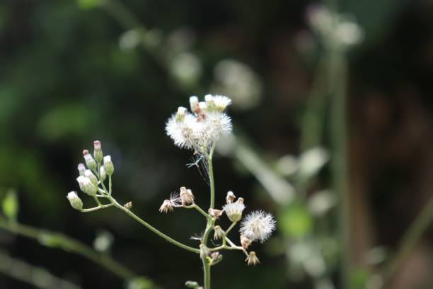 istock Selective focus of Erigeron bonariensis with blurred background 1440554337
