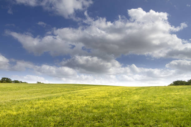 istock Beautiful and large green field under the white fluffy clouds during daylight 1440555484
