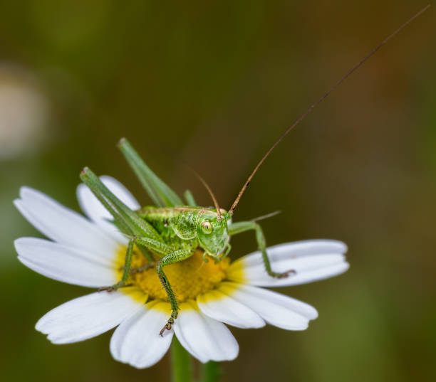 istock Selective focus closeup of green on a daisy flower 1440555631