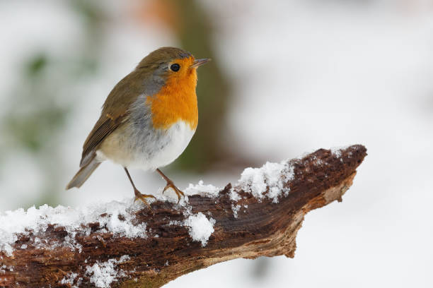 istock Closeup shot of robin bird perched on tree branch covered with snow 1440555766