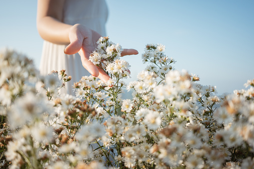 POV closeup women Hand touching white flowers in a beautiful world summer at golden sunset
