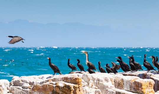 Flock of aquatic cormorant birds perched on a rocky shore
