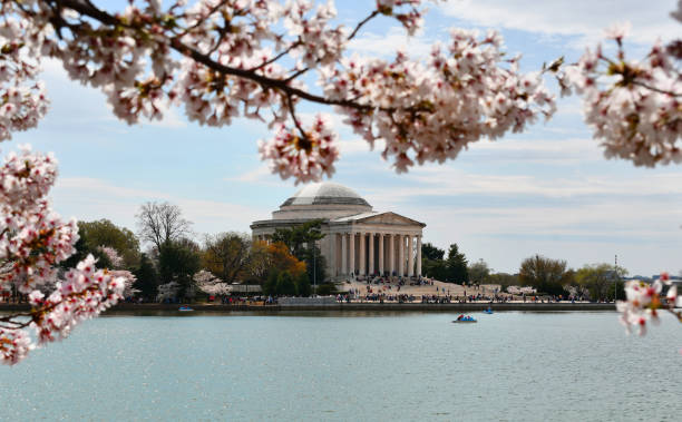istock Tidal Basin and Jefferson Memorial during spring 1440556702