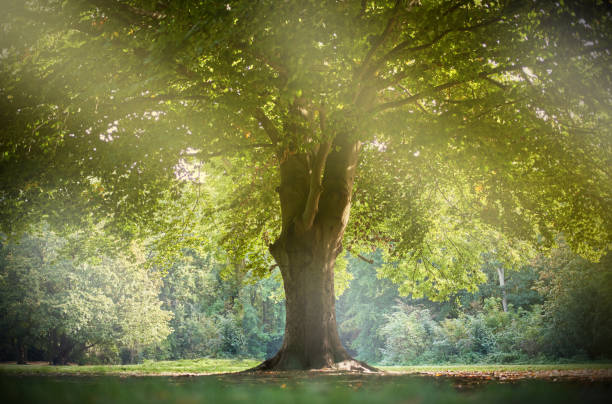 istock Low angle closeup of the wide branches of a tree 1440556778