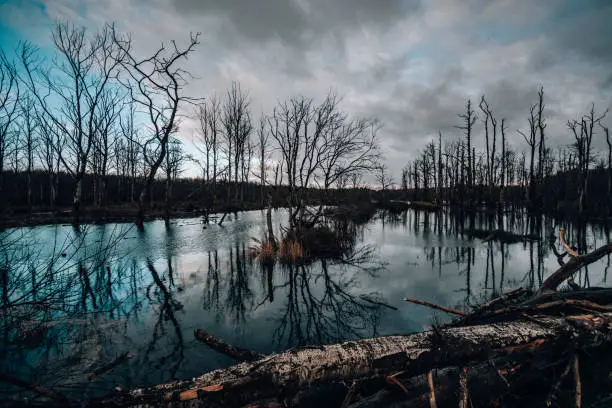 A rainy  cloudscape over a forest swamp with bare leafless tree reflections in Norderney, Germany