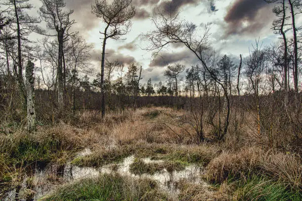 A dramatic cloudscape over a forest swamp with bare trees and overgrown dry grass in Norderney, Germany