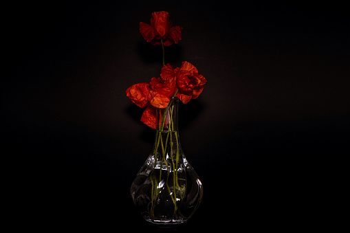 A transparent glass vase with poppy flowers isolated on dark background