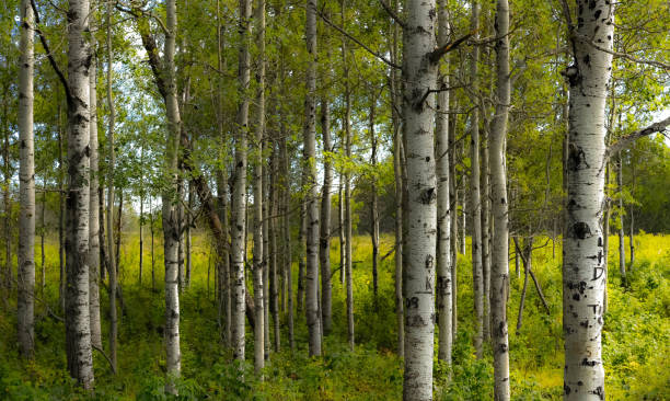 istock Beautiful shot of a birch tree forest 1440557002