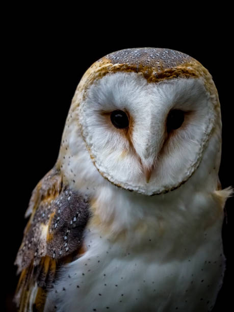 istock Vertical shot of a barn owl isolated on a black background 1440557092