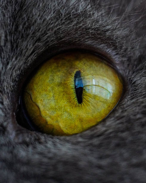 istock Macro shot of a cat eye 1440557356