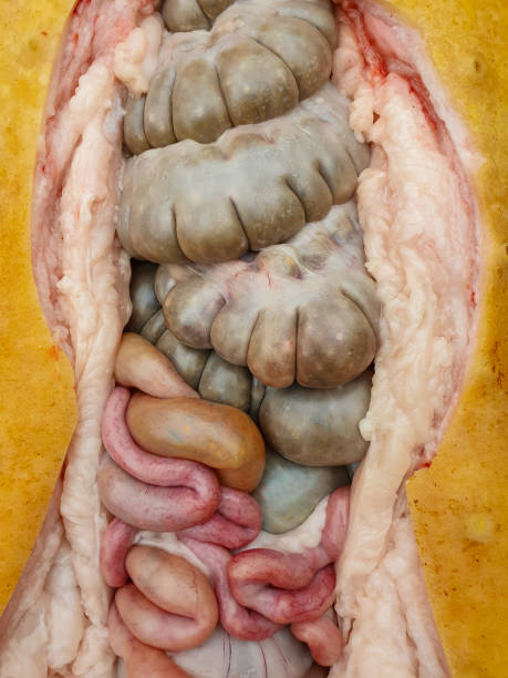 istock Open abdomen of a pig with intestines 1440557604