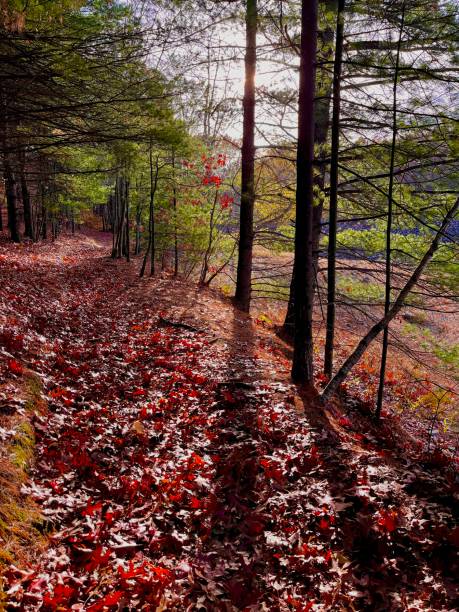 istock Red carpet of leaves 1440557972