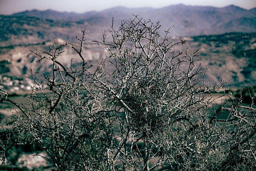 A closeup of a bare tree with a landscape background during the daytime
